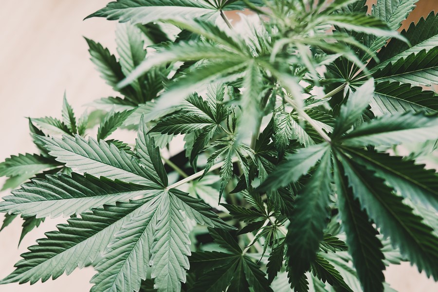pot