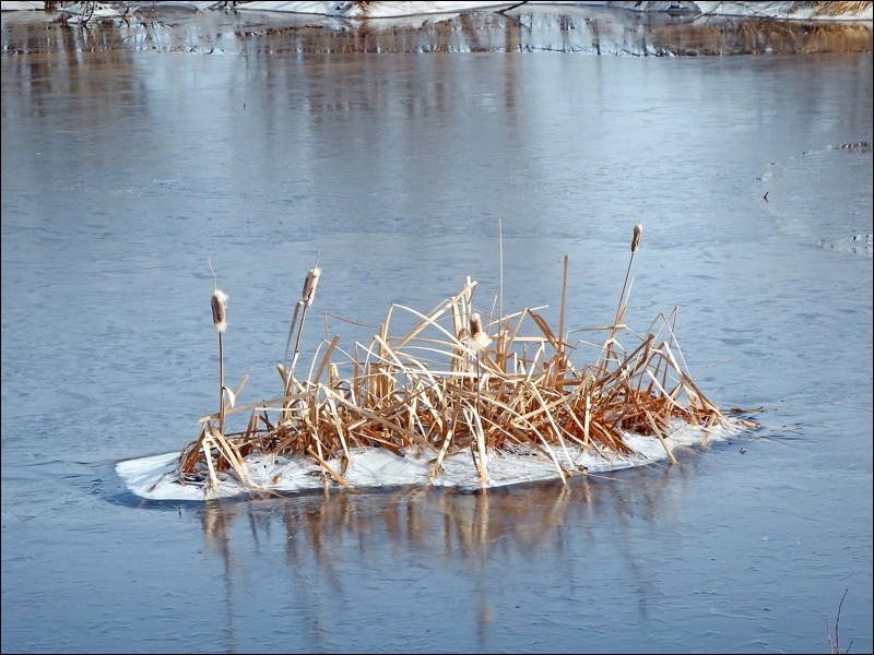 rowers