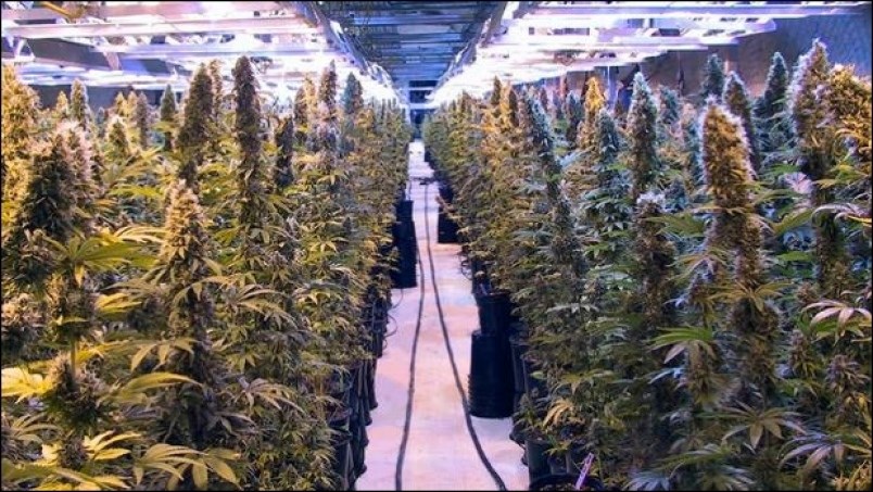 pot farm