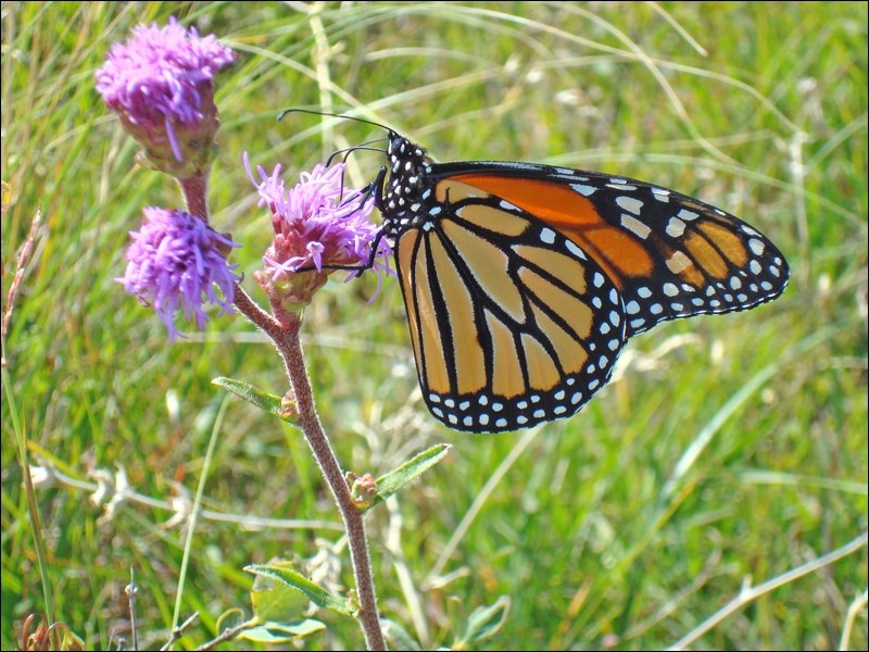 Monarch butterfly