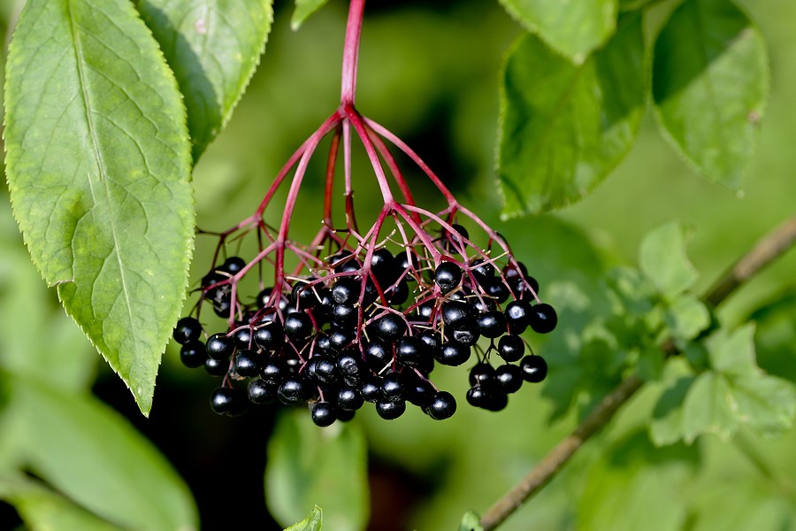 berries