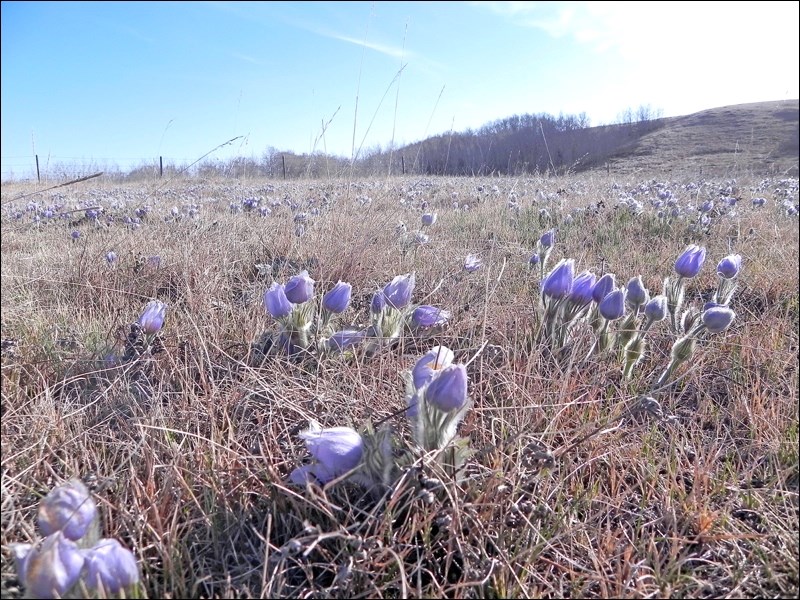 This field near Senlac was full of purple blooms as spring crocuses made an abundant appearance in t