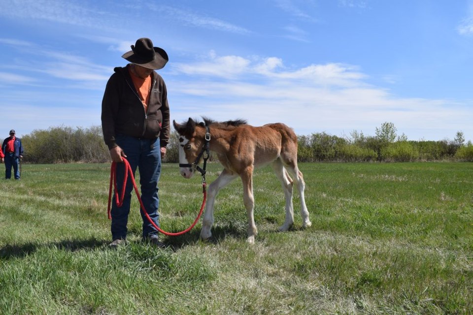 Daniels (joy of farming)