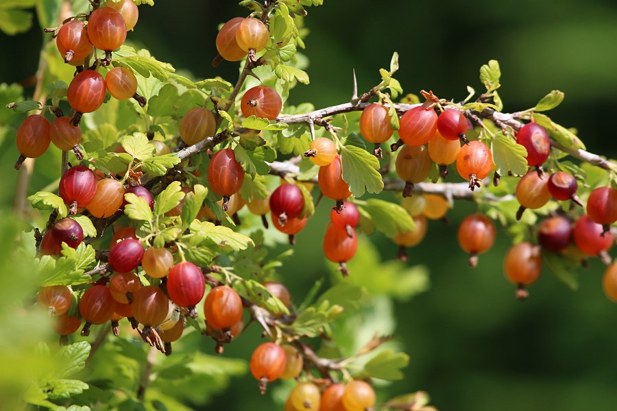 gooseberries