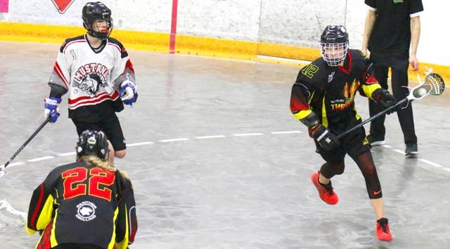 Midget Thrashers