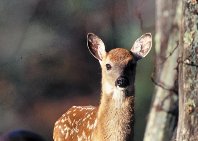 fawn