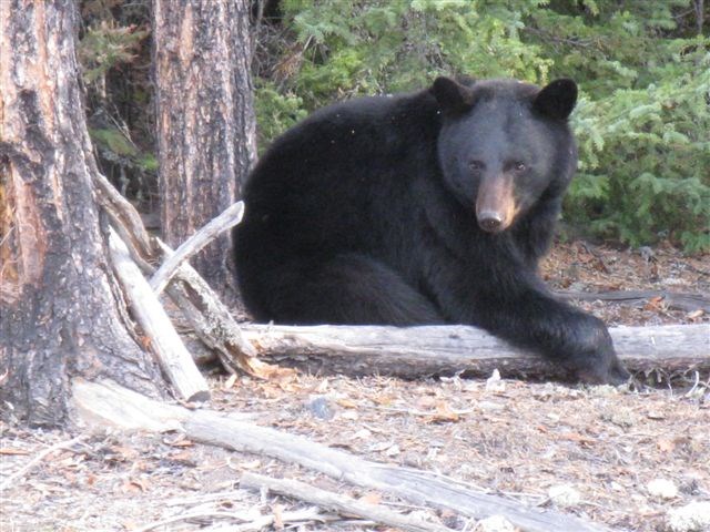 Black bear