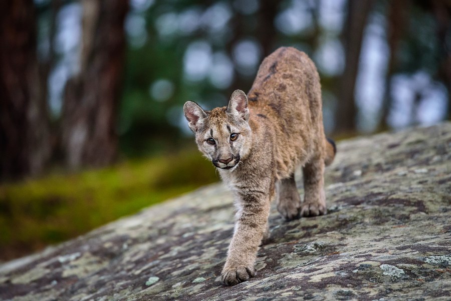 cougar