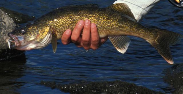 walleye