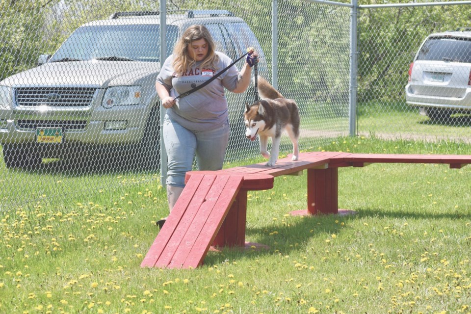 dog jog