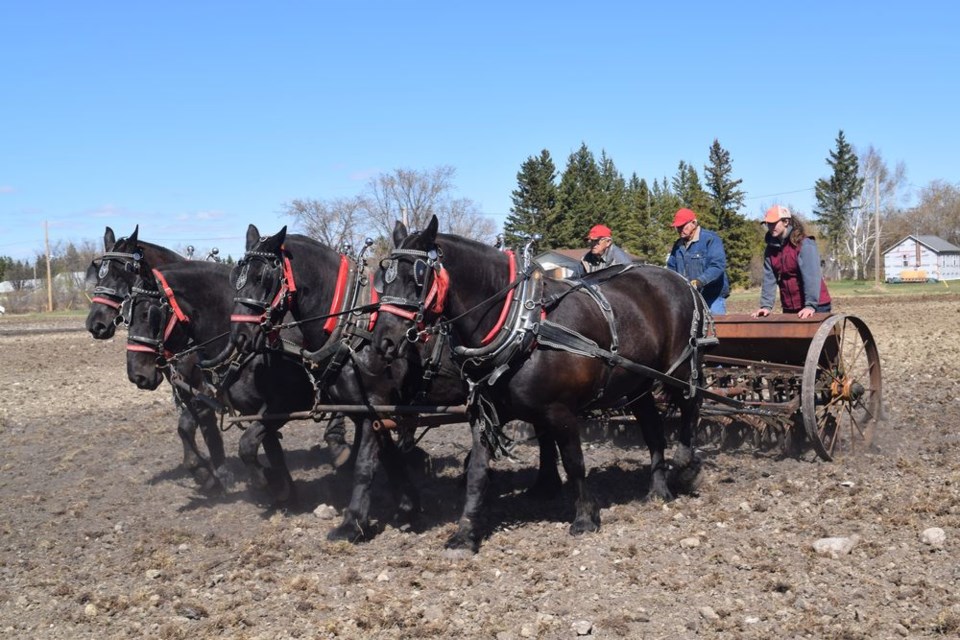 Lloyd Smith of Pelly (centre) seeded oats with an antique Cockshutt drill pulled by his Percheron team at the PALS Draft Horse Field Days in Rama on May 18. From left, were: Tom, Daisy, Star and Jiggs. Joining Smith on the drill were Ron Mocyk, left, of Rama and Jillian Just of Yorkton.