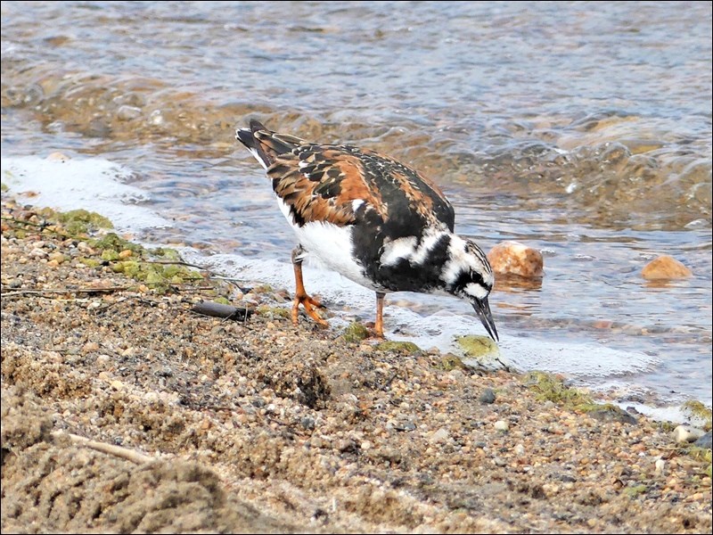 This beautiful bird, a Ruddy Turnstone, rare for this area, was seen on the shore of Jackfish Lake this spring. The bird gets its name from the way he finds food – by turning rocks over. It was likely just passing through as they are rocky, coastal birds, as a rule. They feed on seaweed. Marilyn McGown has a keen eye for birds and animals and has so many gorgeous pictures on Facebook, I wanted to share this one with the folks who don’t see her pictures. Photo submitted by Lorna Pearson