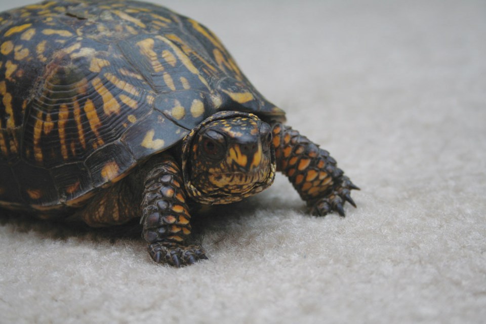 turtle
