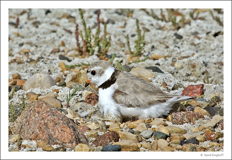Adult piping plover with chick and egg. Photo by David Krughoff