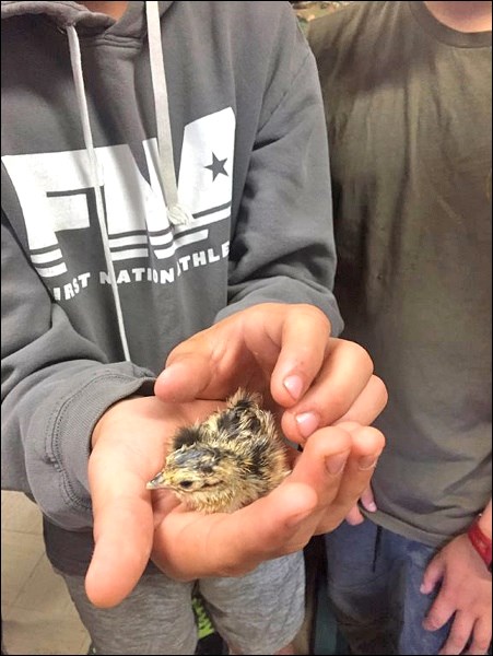 Winnifred is the first pheasant to hatch under new BWF program.