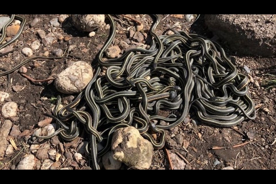 These mating balls form during the frenzied attempt by red-sided garter snakes to mate post-hibernation.