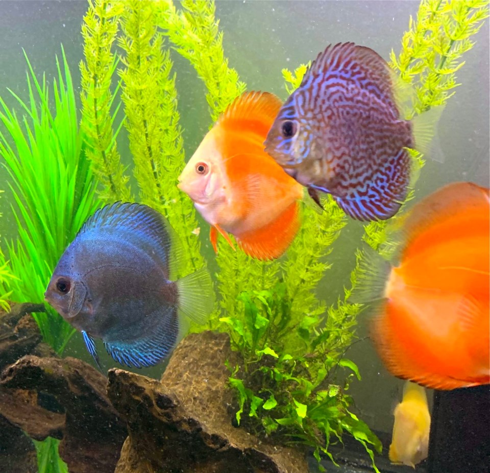 fish club