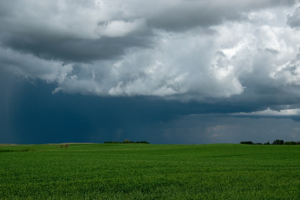 Rain field