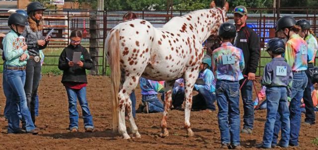 Horse show