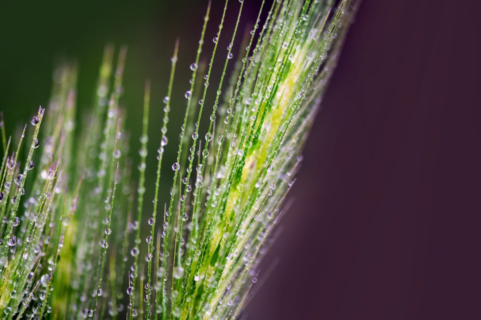 Wheat Rain