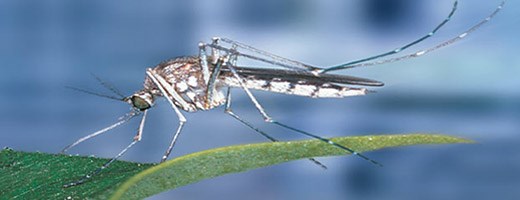 mosquito