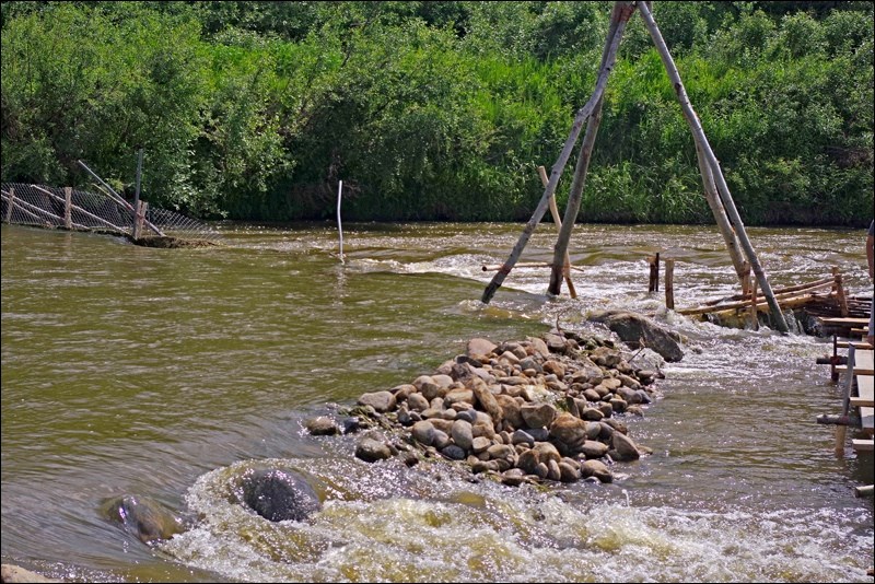 It took a tremendous amount of work for the volunteers to move river rocks to build the weirs which guide the fish to the trap. (Courier photos)