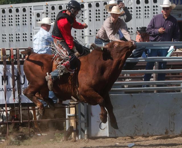 Fair rodeo