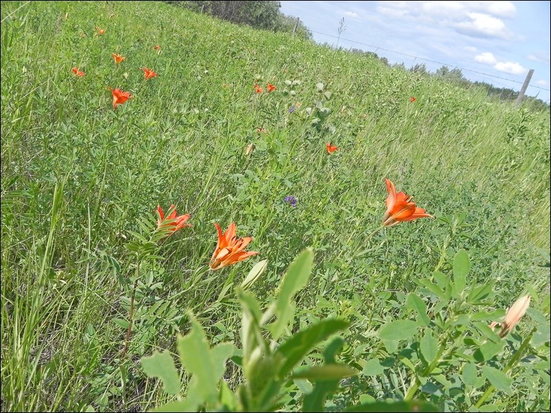 These fields near Unity were full of these bountiful blooms, known as Saskatchewan’s provincial flow