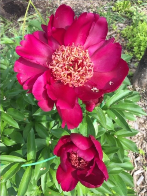 peony