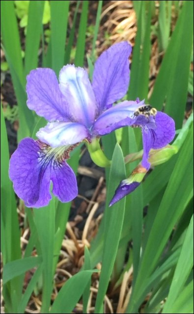 irises