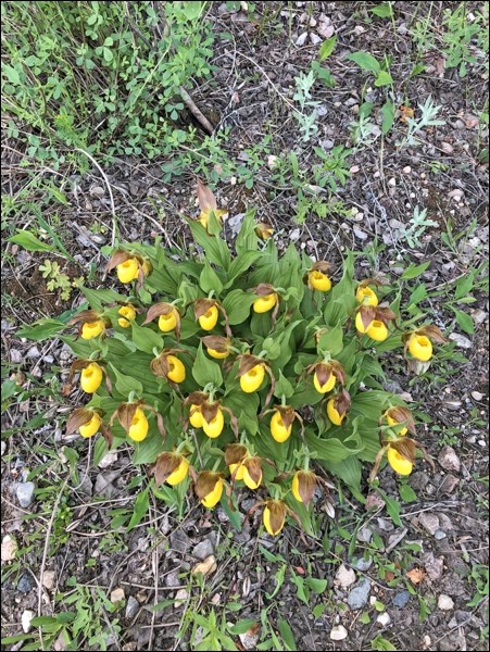 lady's slipper