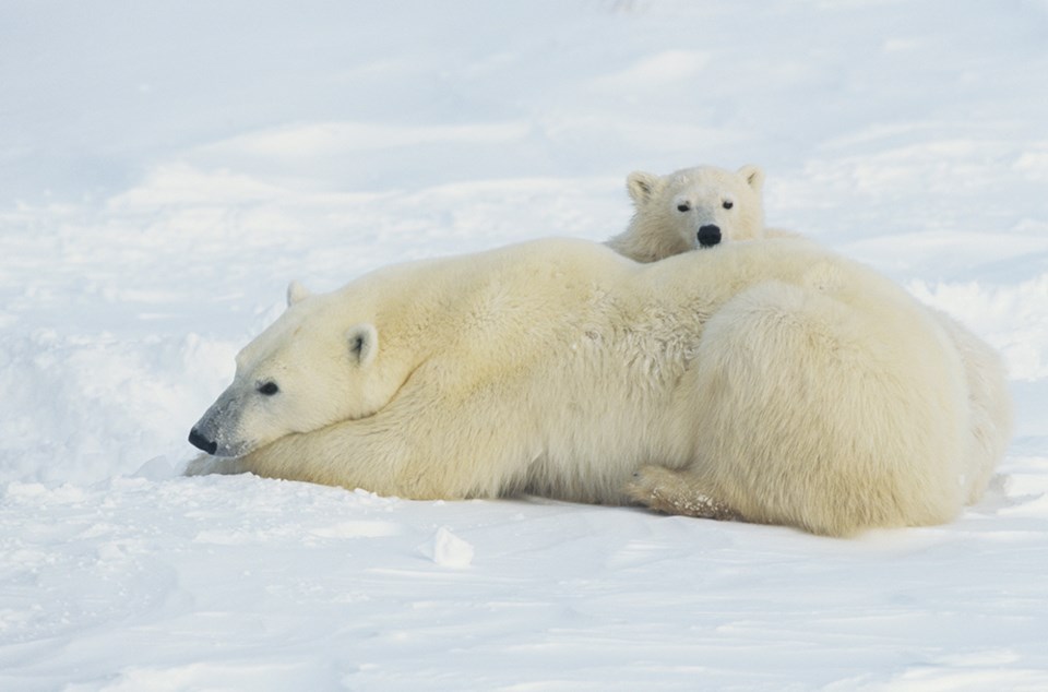 polar bear