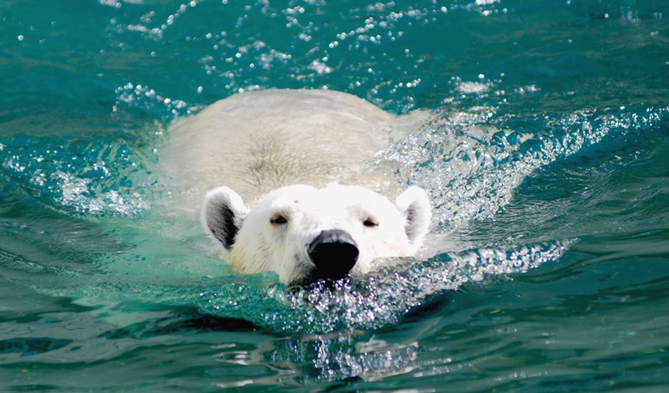 polar bear