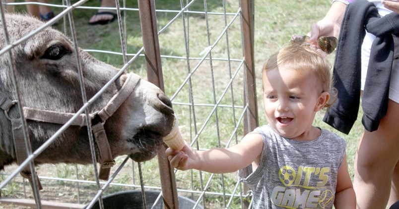 Timothy Friesen excitedly feeds a donkey oats inside an ice cream cone, at the Nipawin Exhibition on July 15.
