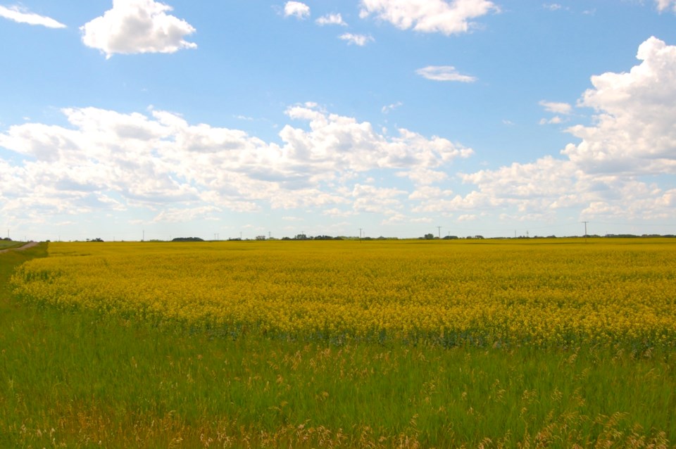 Canola