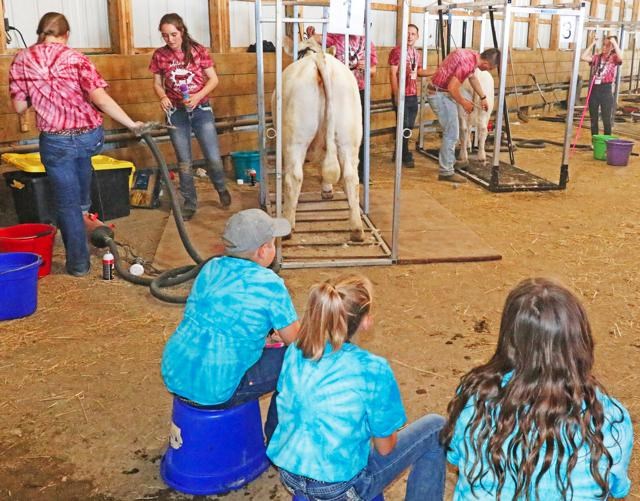 Junior Charolais show