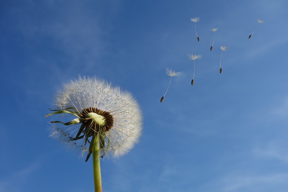 dandelion-sky-flower-nature-seeds