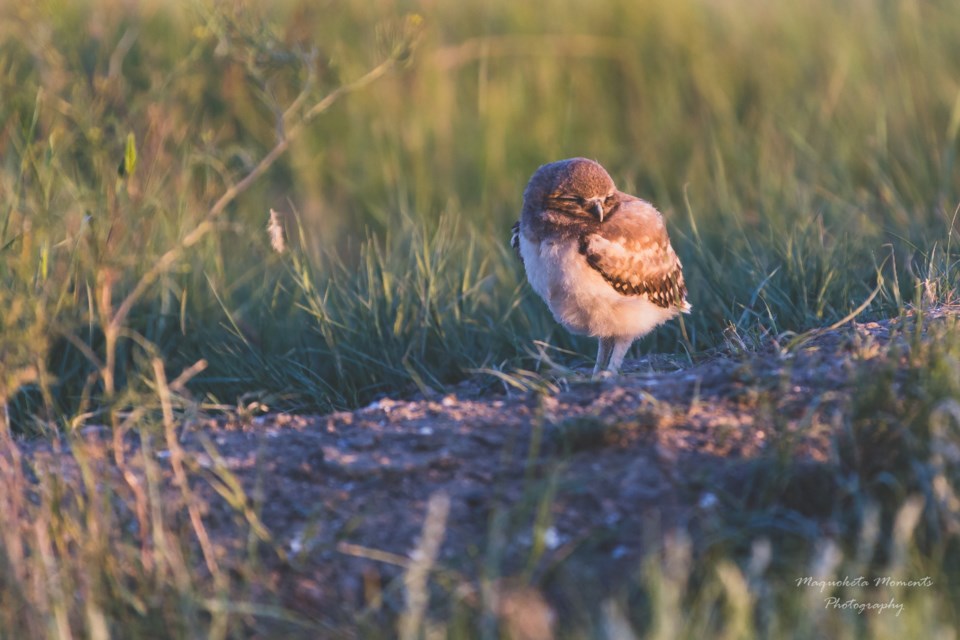 Burrowing Owl,photo by Tammy Thomas