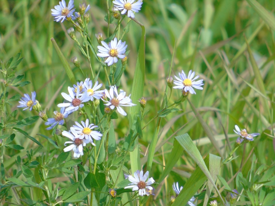 blue flowers