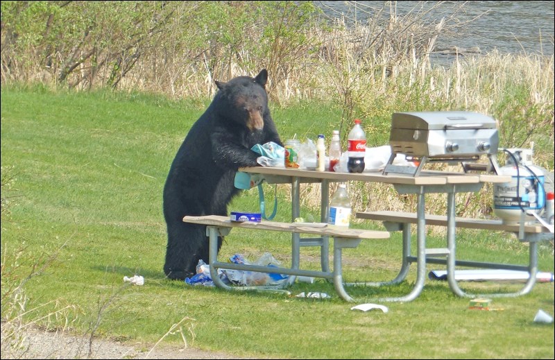 bear