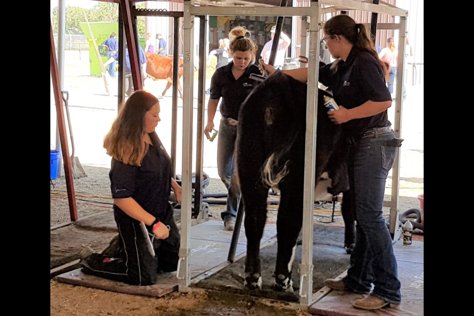 From the left, Kylee Dixon of Arcola. Brooklyn Trask from West Central SK and Jillian Just of Yorkton fitting a heifer in the Senior Team Groomimg competition. They would place second.
