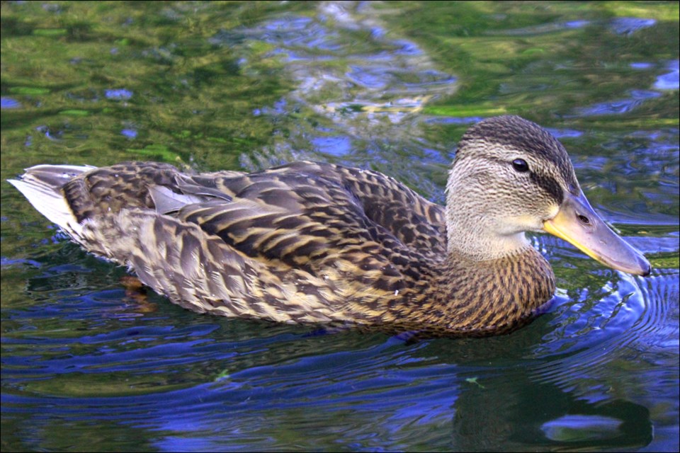 A QUACK DIP IN THE LAKE - Even wildlife has to hit the water to cool off during the hottest days of the summer. This happy little duck was caught swimming at Bakers Narrows Provincial Park. - PHOTO BY ERIC WESTHAVER