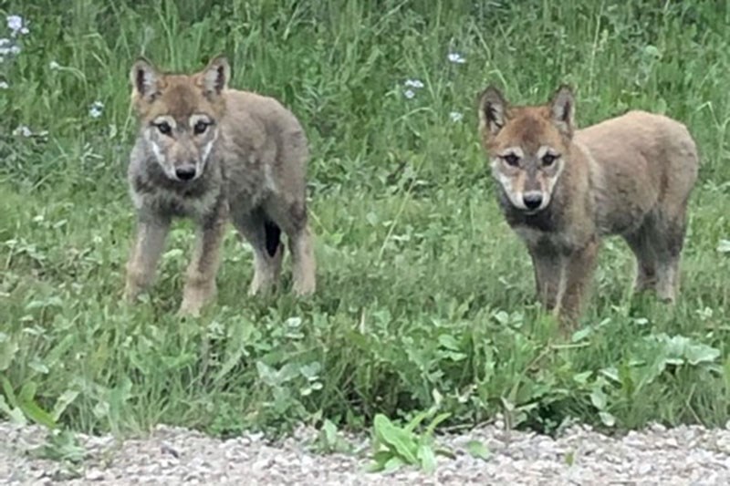 wolf pups aug 3 2019 jack young highway 391