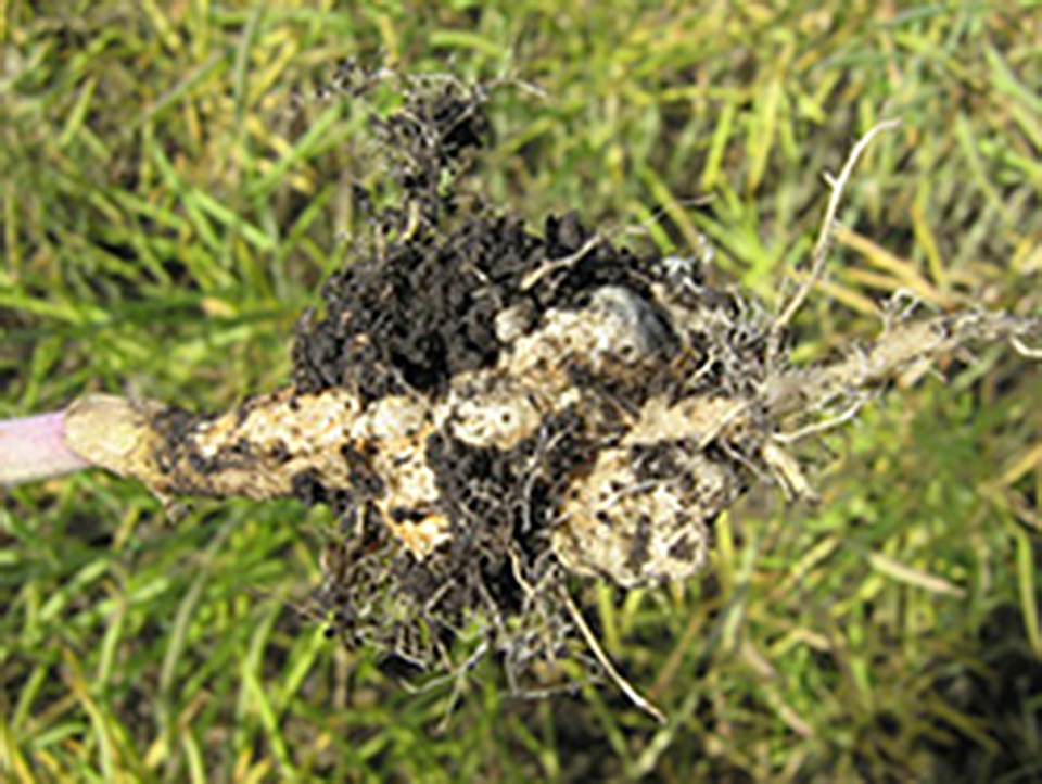 Clubroot