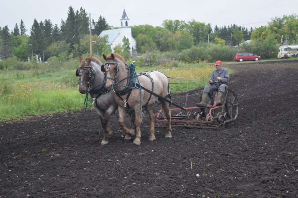 Rae Rosenkerr of Preeceville and his Brabant horses Fred (left) and Barney worked the field with a spring tooth harrow at the PALS draft horse field days in Rama on August 25..