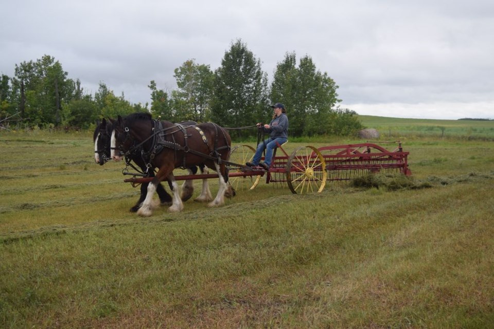 Jillian Just of Yorkton took advantage of the opportunity to do some raking with an International side delivery rake at the draft horse field days on August 25 in Rama. Providing the horsepower were a pair of Clydesdales, Scottie (gelding), left and Claire (bay mare), owned by Tom Rowley, also of Yorkton.