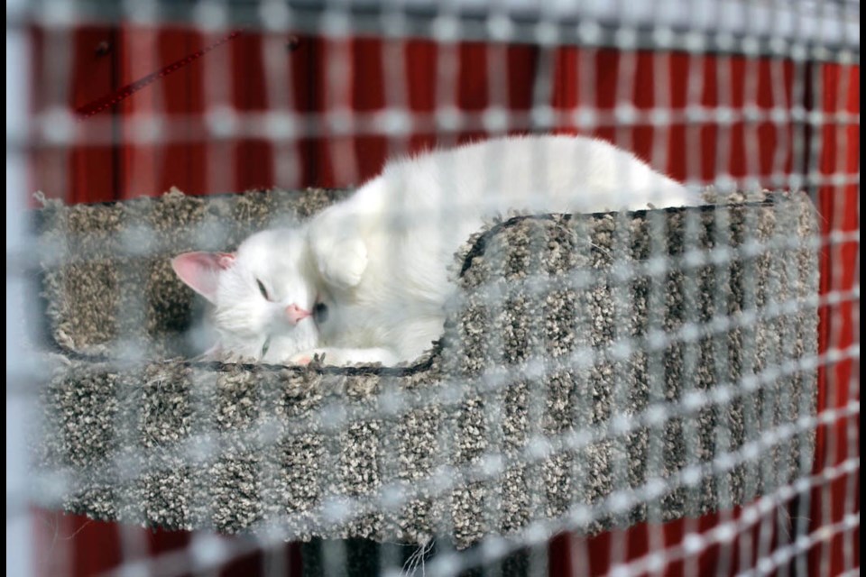 Cici grabbed some shut-eye in the catio before the festivities began. - PHOTO BY CASSIDY DANKOCHIK
