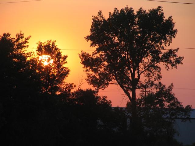 Trees at sunset