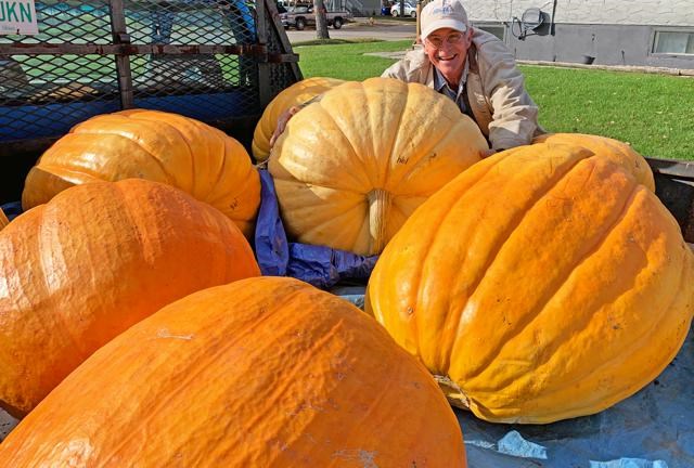 Giant pumpkins