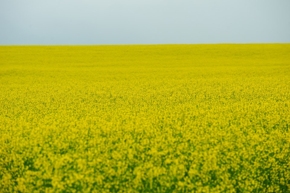 canola